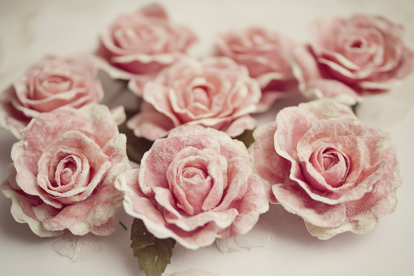 Velvet Roses