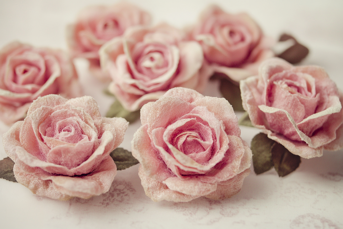 Velvet Roses